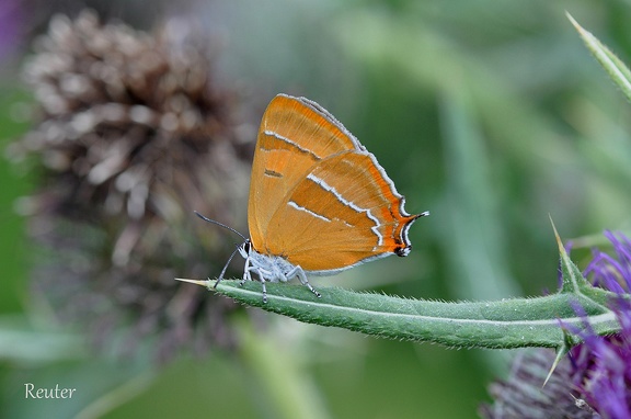 Nierenfleck-Zipfelfalter (Thecla betulae)